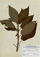 藏品(牛乳榕)的圖片